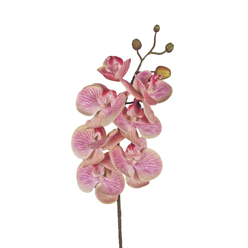 Phalaenopsis Orchid - Purple/Pink SM094-PNK