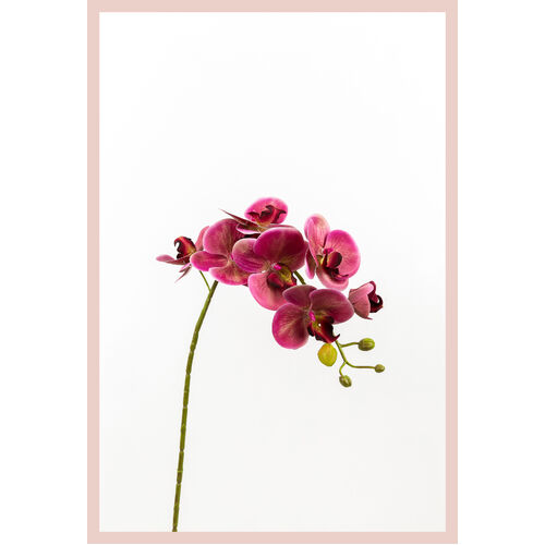 Phalaenopsis Orchid - Purple  SM094-RED
