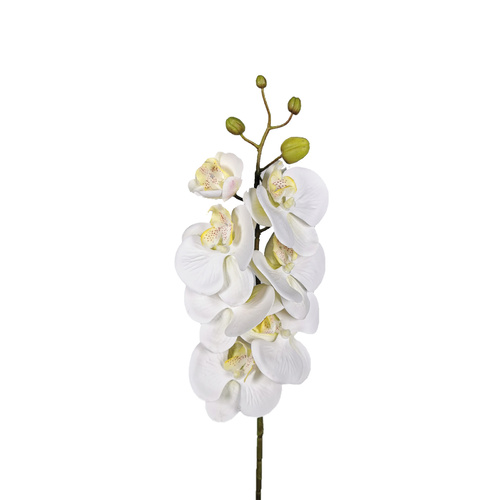 Phalaenopsis Orchid - White SM094-WHT
