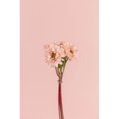 Daisy Bunch - PINK SM113-PNK