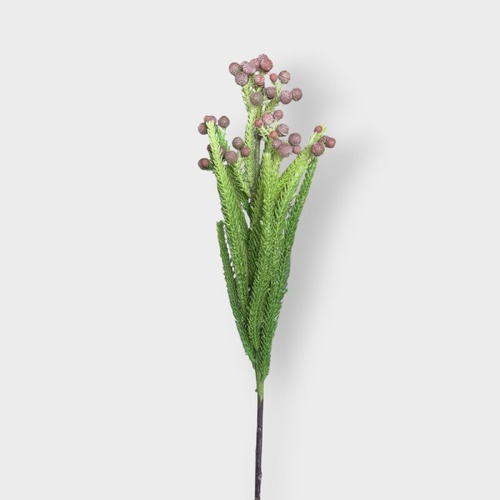 Berzillia SM135-BUR