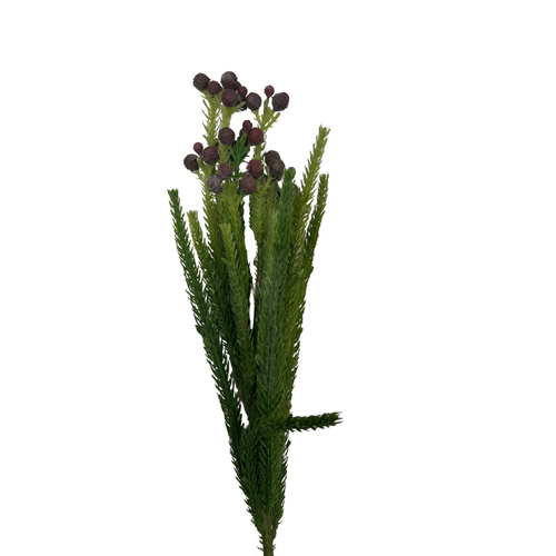 Berzillia SM135-BUR