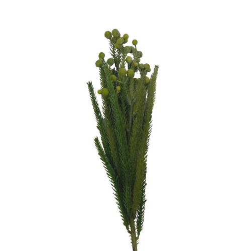 Berzillia SM135-GR