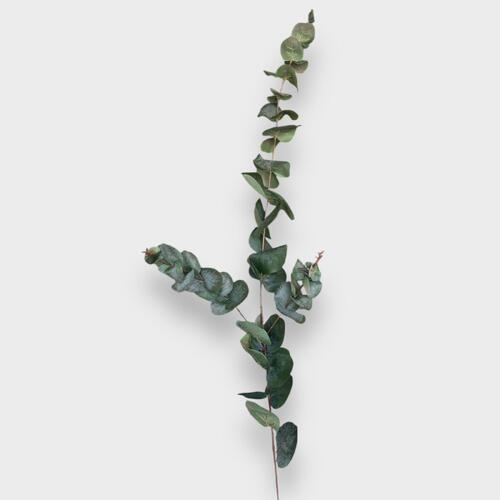 Tall Eucalyptus SM140-GR