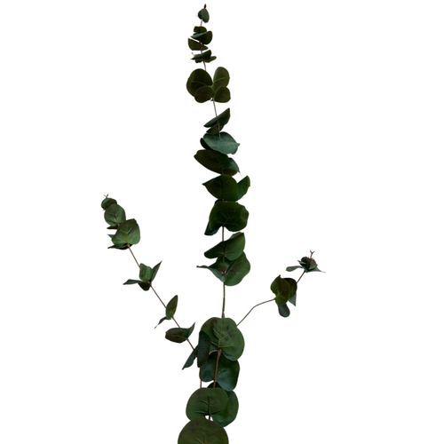 Tall Eucalyptus SM140-GR