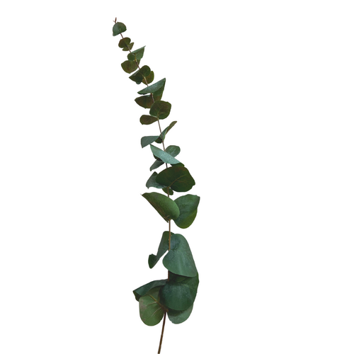 Tall Eucalyptus SM141-GR