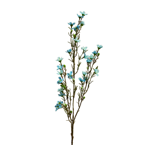 Geraldton Wax Spray SM149-BL
