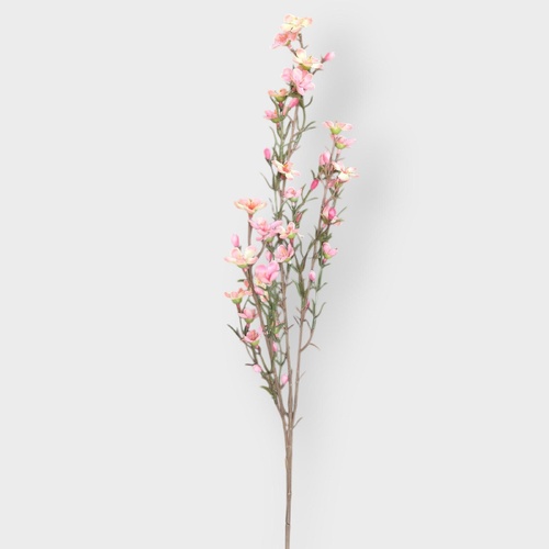 Geraldton Wax Spray SM149-LP