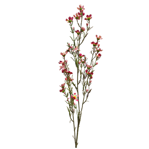Geraldton Wax Spray SM149-PK
