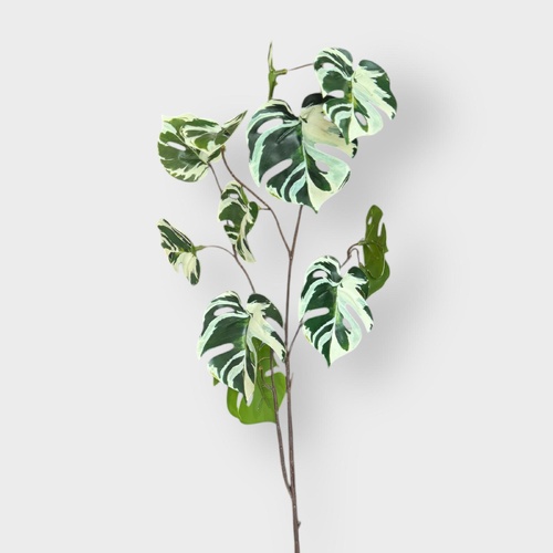 Mini Monstera SM157-C