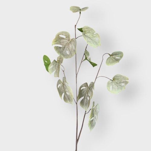 Mini Monstera SM157-D