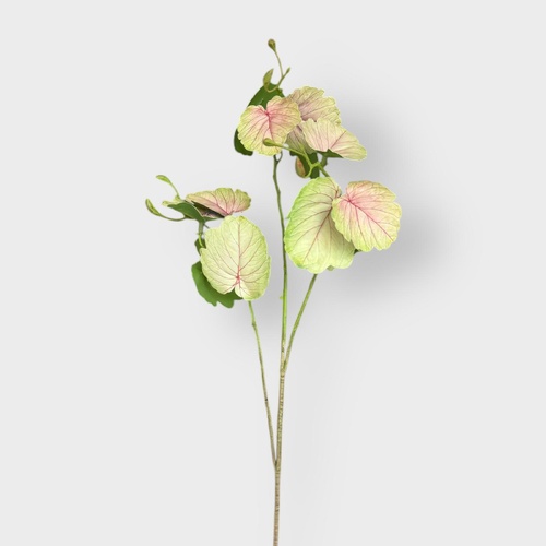 Maple Spray SM170-A