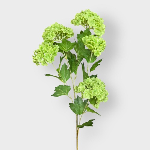 Snowball Hydrangea x5 SM173-GR