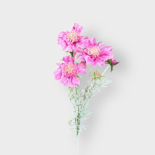 Scabiosa Spray SM175-LPUR