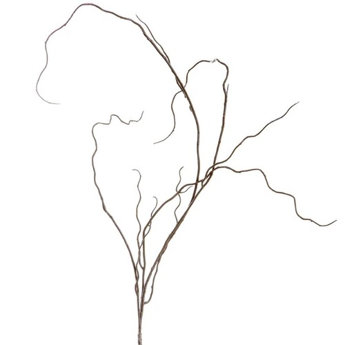 Curly Twig T40BR