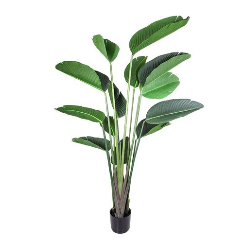 Traveller Plant TC102