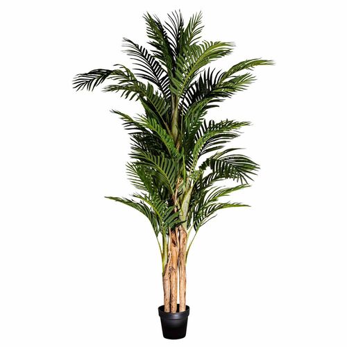 Areca Palm Plant TC111