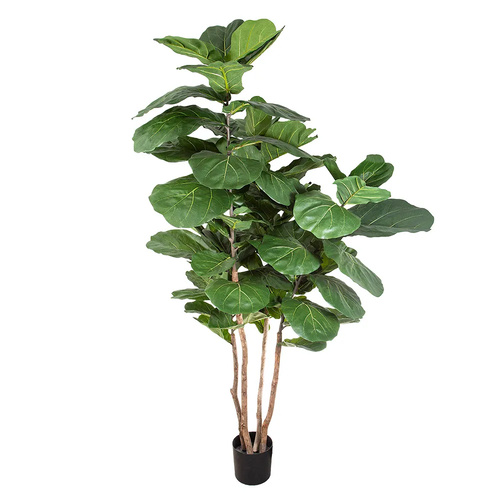 Fiddle Leaf Tree LARGE TC137