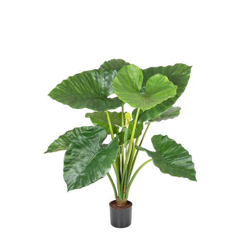 Alocasia Calidora Potted 80cm TC138