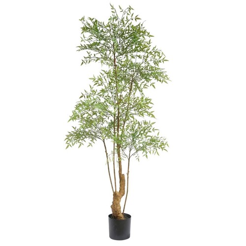NANDINA TREE TC223