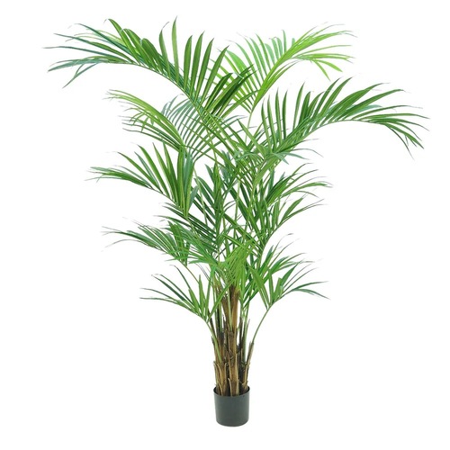 KENTIA PALM TREE 210CM TC229
