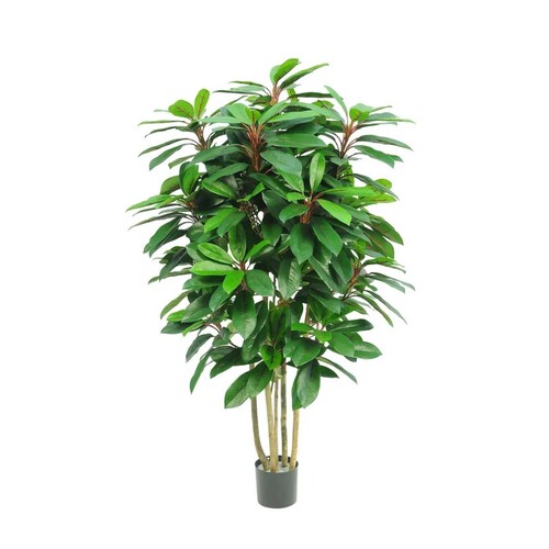 Schefflera Tree TC237