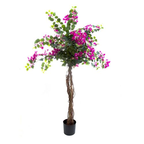 Bougainvillea Tree 1.6m TCBOU1782