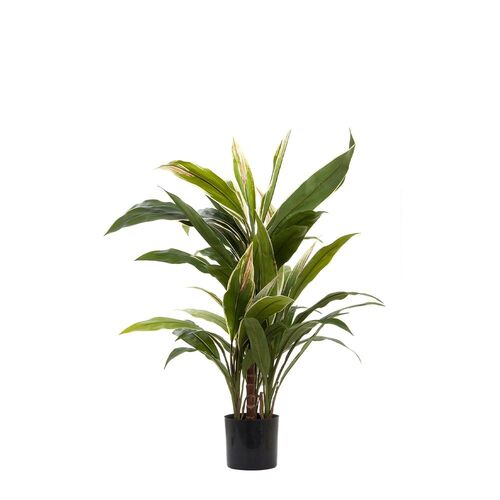 Cordyline TCC12