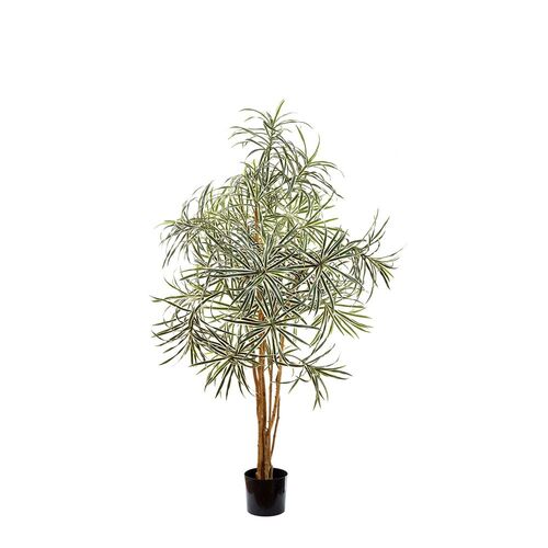  Dracaena Reflexa Anita 1.2M Variegated TCDRV12