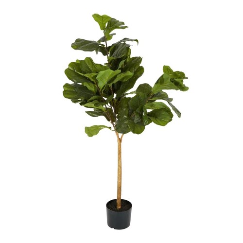 Fiddle Leaf Plant 132 cm H