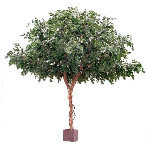 Giant Ficus Tree 3m H