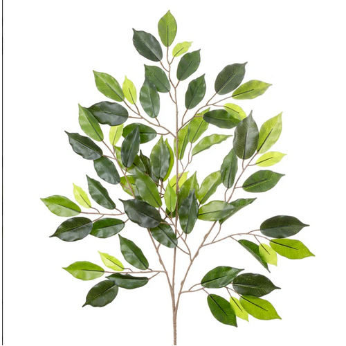 Ficus Spray TCFIC023H64