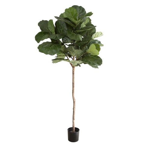 Fiddle Leaf Tree 2.15 m