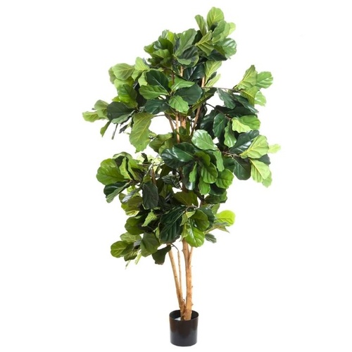 Large Fiddle Leaf Tree 2m TCFID15372
