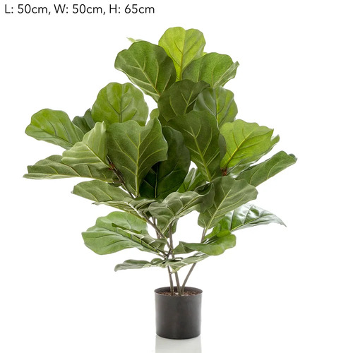 Fiddle Leaf Fig Potted w/36 lvs TCFID6536