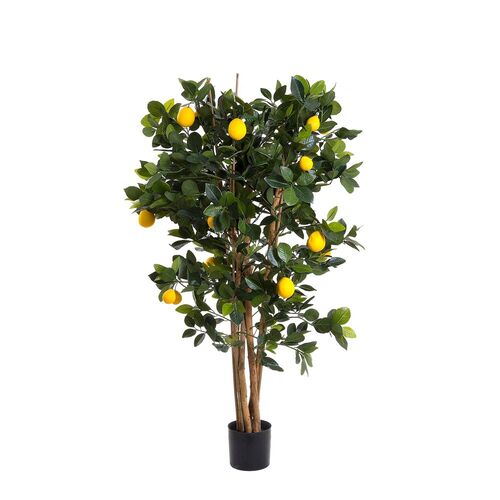 Lemon Tree TCLEM1026