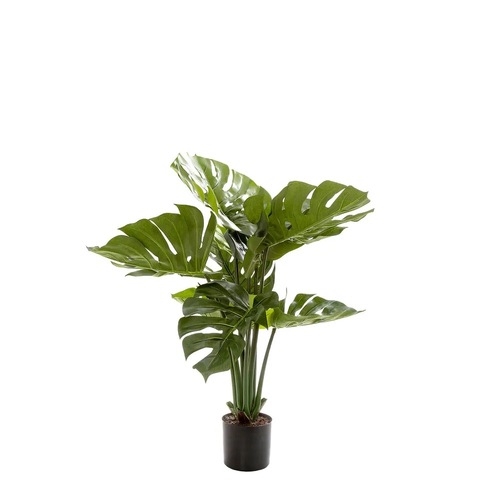 MONSTERA SPLIT PHILO POTTED 63CM TCMONST6310