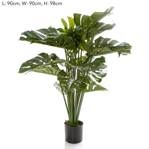 Monstera Split Philo TCMONST9818