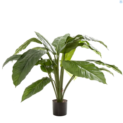 Spathiphylium plant TCSPA6619