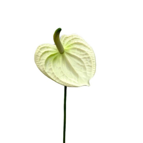Small Anthurium Cream UI-005