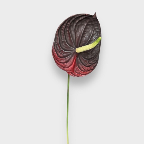 Anthurium UI-006BUR