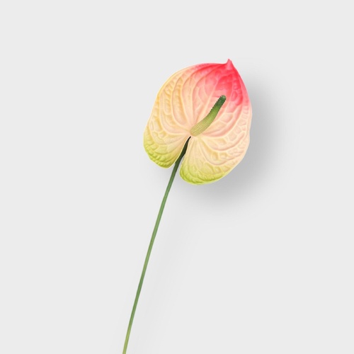 Anthurium UI-006PINK