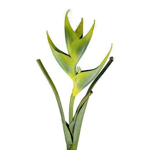 Real Tall Touch Heliconia UI003