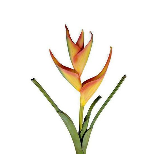 Real Tall Touch Heliconia UI003-OR