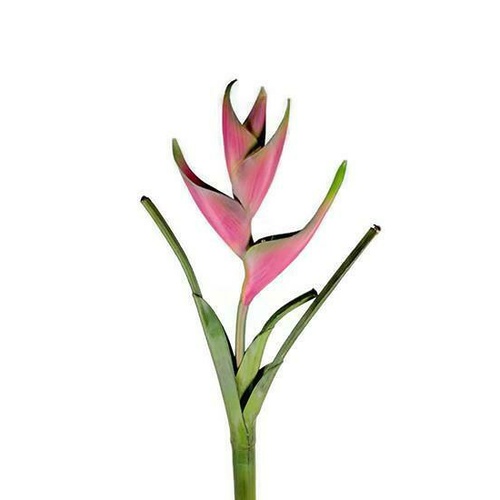 Real Tall Touch Heliconia UI003-PNK