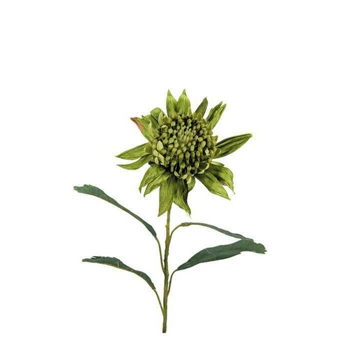 Silk Waratah W-04-GR