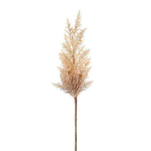 Plume Pampas Grass W102BR