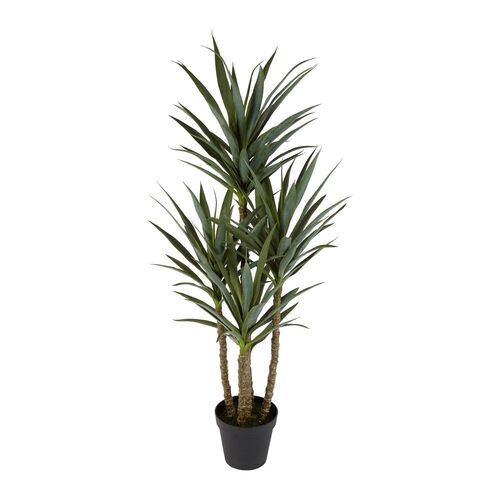 YUCCA 5 BRANCH IN BLACK POT 152cm H