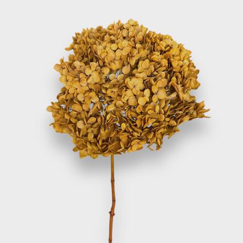 Dried Mustard Hydrangea Medium DF003-MUS