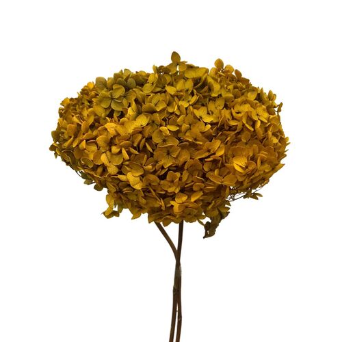 Dried Mustard Hydrangea Medium DF003-MUS